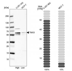 Anti-TMX3 antibody produced in rabbit HPA014157-100UL