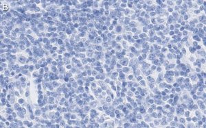 Anti-TNF/LTA Antibody, clone 3B20-H2 ZooMAb Rabbit Monoclonal 