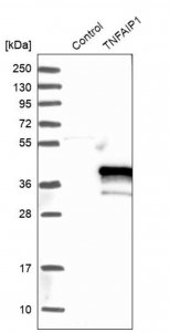 Anti-TNFAIP1 antibody produced in rabbit HPA014641-100UL