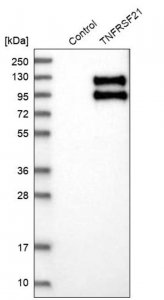Anti-TNFRSF21 antibody produced in rabbit 