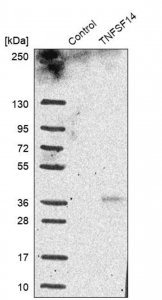 Anti-TNFSF14 antibody produced in rabbit 
