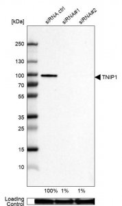 Anti-TNIP1 antibody produced in rabbit 