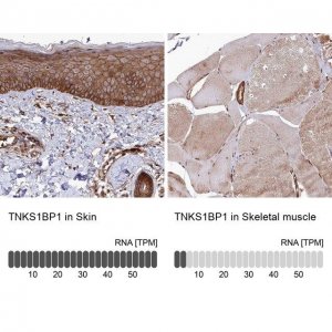 Anti-TNKS1BP1 antibody produced in rabbit 
