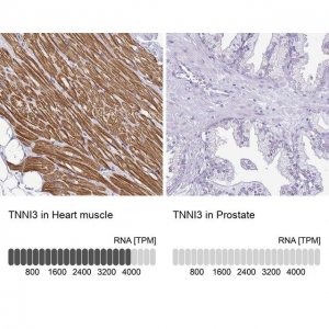 Anti-TNNI3 antibody produced in rabbit 