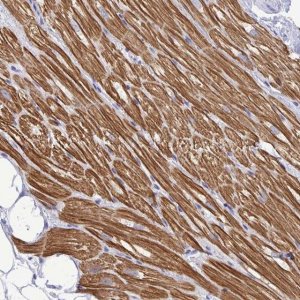 Anti-TNNI3 antibody produced in rabbit 