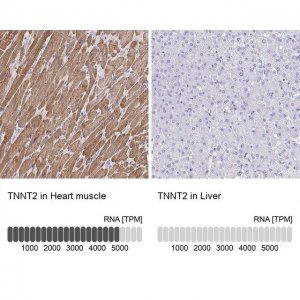 Anti-TNNT2 antibody produced in rabbit 