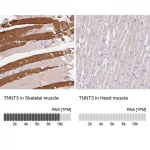 Anti-TNNT3 antibody produced in rabbit 