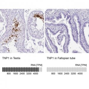 Anti-TNP1 antibody produced in rabbit 