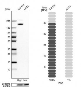 Anti-TNS1 antibody produced in rabbit 