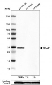Anti-TOLLIP antibody produced in rabbit 