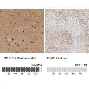 Anti-TOM1L2 antibody produced in rabbit 