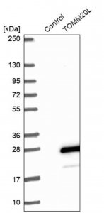 Anti-TOMM20L antibody produced in rabbit 