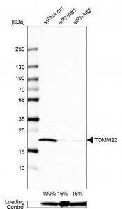 Anti-TOMM22 antibody produced in rabbit 