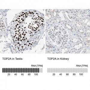 Anti-TOP2A antibody produced in rabbit 
