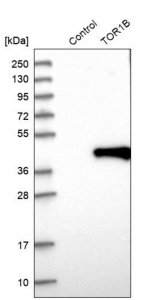 Anti-TOR1B antibody produced in rabbit HPA013697-100UL