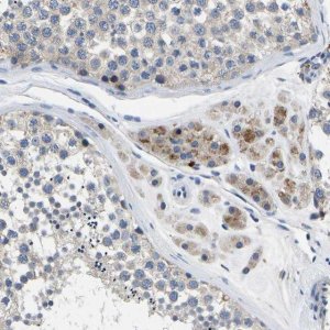 Anti-TOR1B antibody produced in rabbit HPA013697-100UL