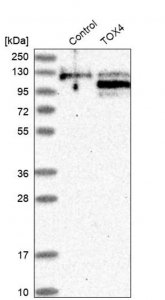 Anti-TOX4 antibody produced in rabbit 