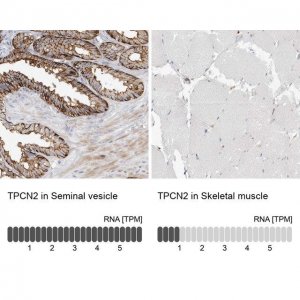 Anti-TPCN2 antibody produced in rabbit 