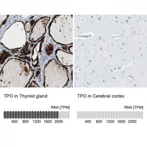 Anti-TPO antibody produced in rabbit 