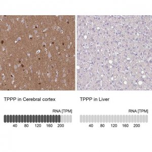 Anti-TPPP antibody produced in rabbit 