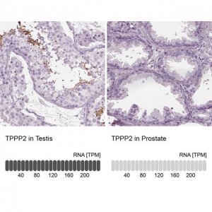 Anti-TPPP2 antibody produced in rabbit 
