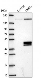 Anti-TPRA1 antibody produced in rabbit HPA019784-100UL