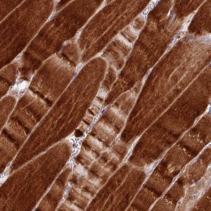 Anti-TPRA1 antibody produced in rabbit HPA019784-100UL