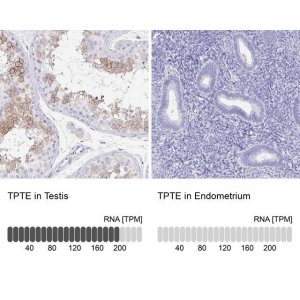 Anti-TPTE antibody produced in rabbit 