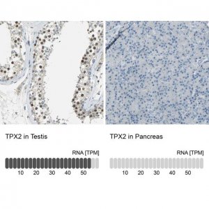 Anti-TPX2 antibody produced in rabbit 