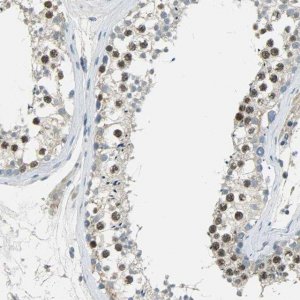 Anti-TPX2 antibody produced in rabbit 