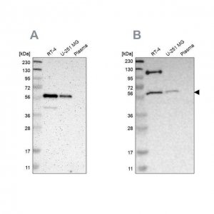 Anti-TRAF2 antibody produced in rabbit 