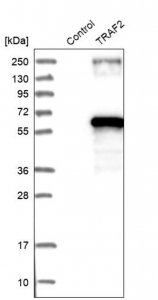Anti-TRAF2 antibody produced in rabbit 