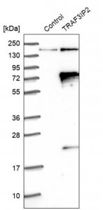 Anti-TRAF3IP2 antibody produced in rabbit 