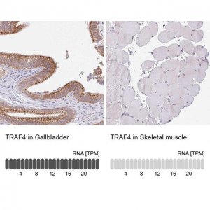 Anti-TRAF4 antibody produced in rabbit HPA052377-100UL