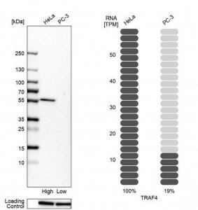 Anti-TRAF4 antibody produced in rabbit HPA052377-100UL