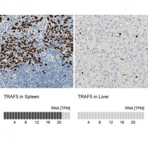 Anti-TRAF5 antibody produced in rabbit 