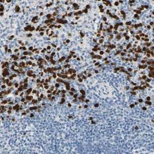 Anti-TRAF5 antibody produced in rabbit 