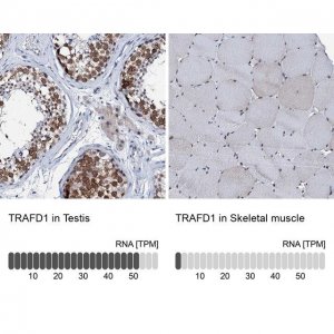 Anti-TRAFD1 antibody produced in rabbit 