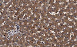 Anti-Transferrin Antibody, clone 2B8 , ZooMAb Rabbit Monoclonal 