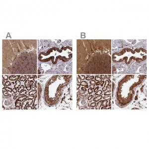 Anti-TRAP1 antibody produced in rabbit 