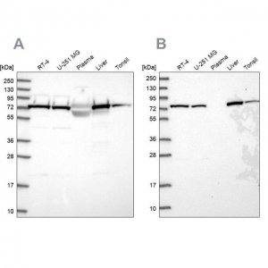 Anti-TRAP1 antibody produced in rabbit 