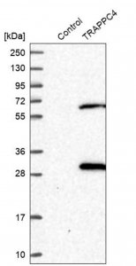 Anti-TRAPPC4 antibody produced in rabbit 