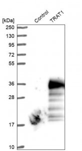 Anti-TRAT1 antibody produced in rabbit 