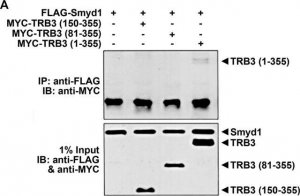 Anti-TRB3 (N-terminal) antibody produced in rabbit T8076-200UL