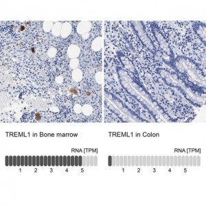 Anti-TREML1 antibody produced in rabbit 