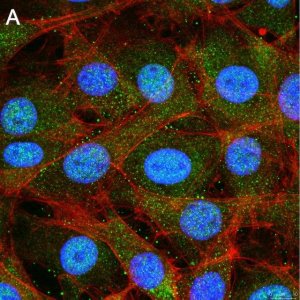 Anti-Treslin Antibody, clone 5L19 ZooMAb Rabbit Monoclonal 