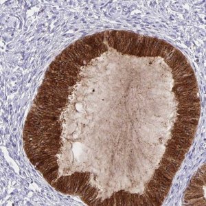 Anti-TRH antibody produced in rabbit 
