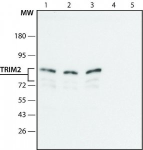 Anti-TRIM2 (C-terminal region) antibody produced in rabbit 