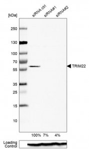 Anti-TRIM22 antibody produced in rabbit 
