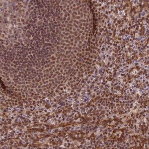 Anti-TRIM22 antibody produced in rabbit 